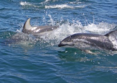 Pacific White-sided Dolphin