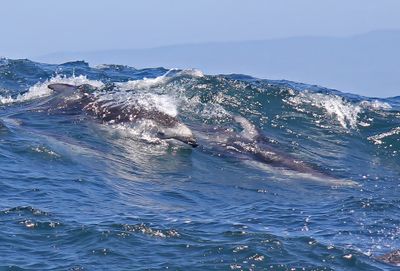 Pacific White-sided Dolphin