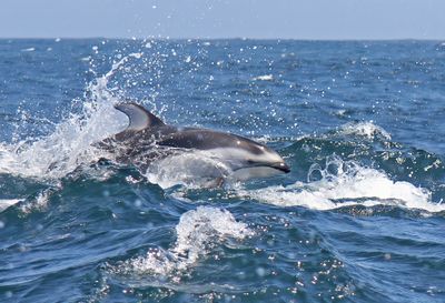 Pacific White-sided Dolphin