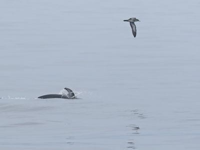Pacific White-sided Dolphin and Pink-footed Shearwater