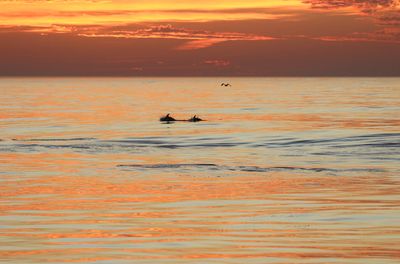 Pacific White-sided Dolphin