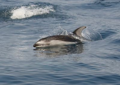 Pacific White-sided Dolphin