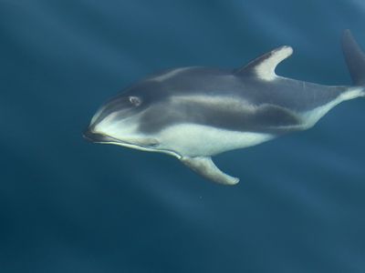 Pacific White-sided Dolphin