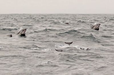 Pacific White-sided Dolphin