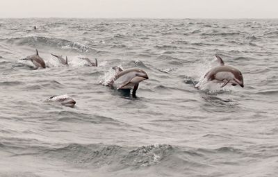 Pacific White-sided Dolphin