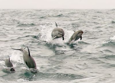 Pacific White-sided Dolphin