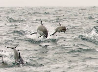 Pacific White-sided Dolphin