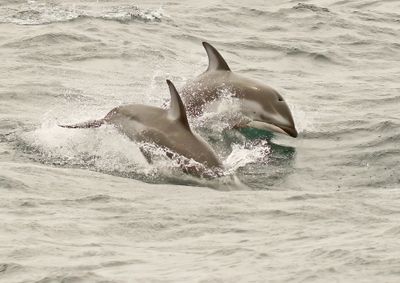 Pacific White-sided Dolphin