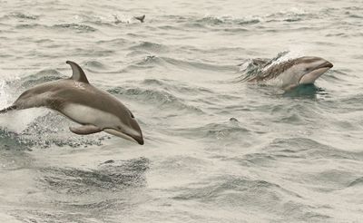 Pacific White-sided Dolphin