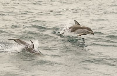 Pacific White-sided Dolphin