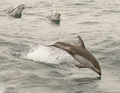 Pacific White-sided Dolphin