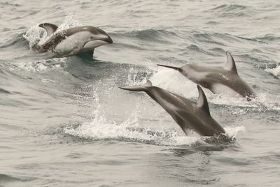 Pacific White-sided Dolphin