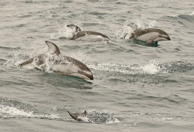 Pacific White-sided Dolphin