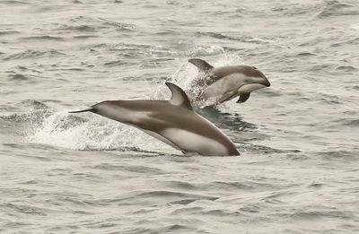 Pacific White-sided Dolphin