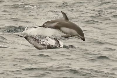 Pacific White-sided Dolphin