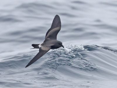 Leach's Storm-Petrel (Leach's)