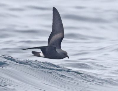 Leach's Storm-Petrel (Leach's)