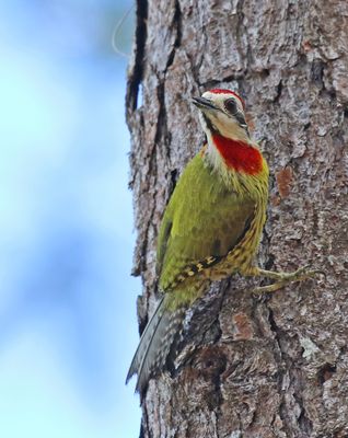 Cubam Green Woodpecker