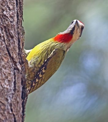 Cubam Green Woodpecker