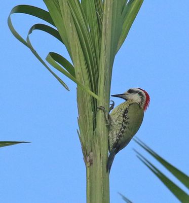 Cubam Green Woodpecker