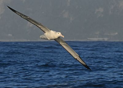 Southern Royal Albatross