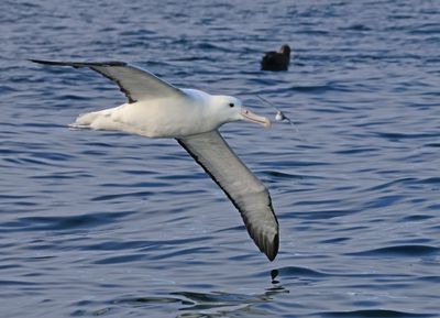 Southern Royal Albatross