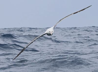 Southern Royal Albatross