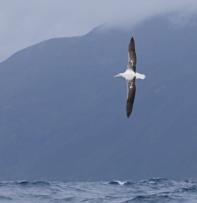 Southern Royal Albatross