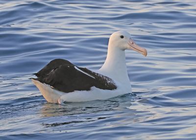 Northern Royal Albatross