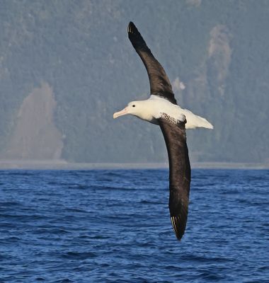 Northern Royal Albatross