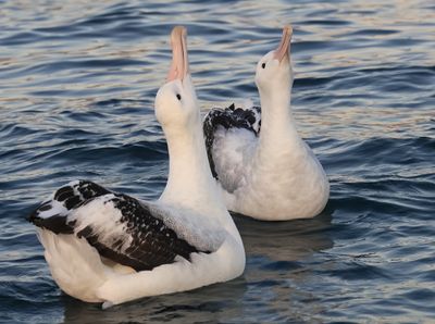 Antipodean Albatross (Gibson's)