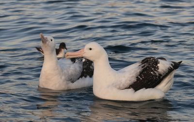 Antipodean Albatross (Gibson's)