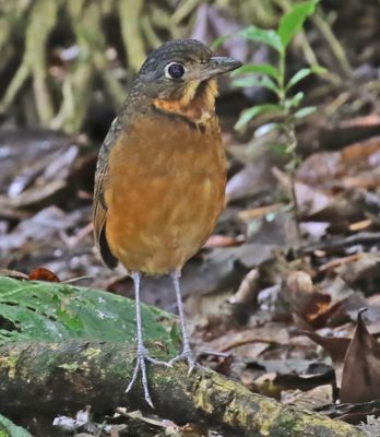 Scaled Antpitta