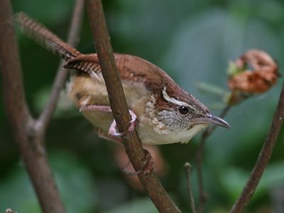 Carolina Wren (Northern)