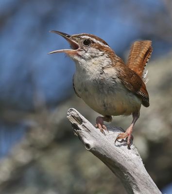 Carolina Wren (Northern)