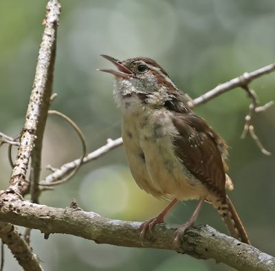 Carolina Wren (Northern)