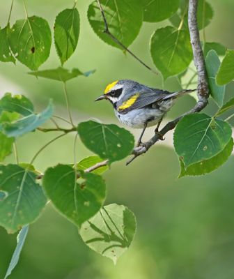 Golden-winged Warbler