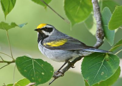 Golden-winged Warbler