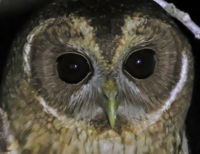 Mottled Owl