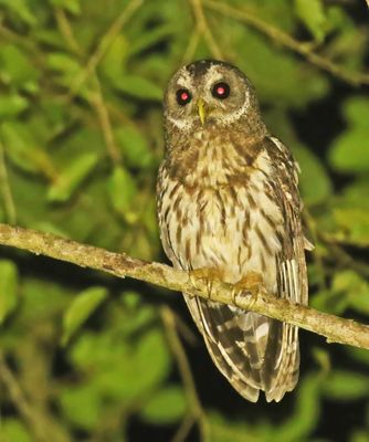 Mottled Owl