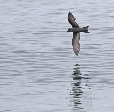 Ashy Storm-Petrel