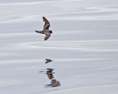 Ashy Storm-Petrel