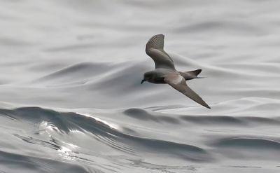 Ashy Storm-Petrel