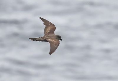 Ashy Storm-Petrel