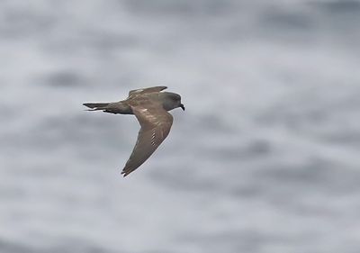 Ashy Storm-Petrel