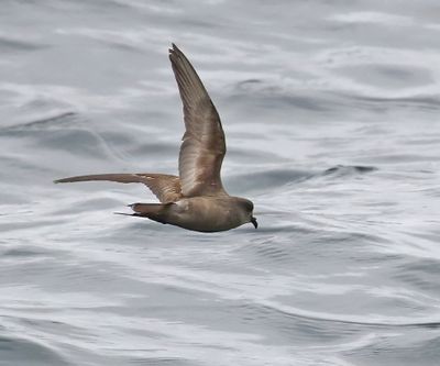 Ashy Storm-Petrel