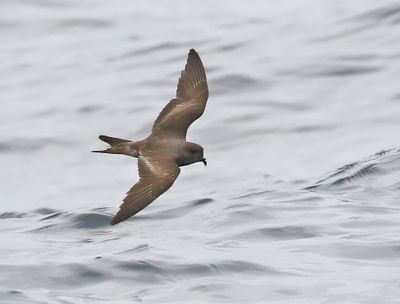 Ashy Storm-Petrel