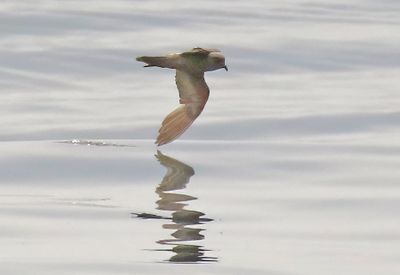 Ashy Storm-Petrel