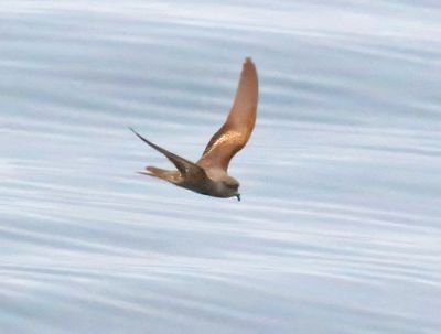 Ashy Storm-Petrel