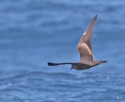 Ashy Storm-Petrel